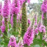 Veronica Ronica Fuchsia 14cm Pot