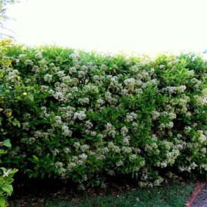 Viburnum Lucidum 10lt