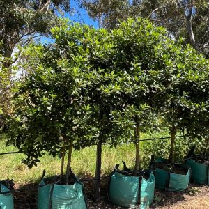 Viburnum-Tinus-Lollipop-250lt.jpg Viburnum Tinus Lollipop 250lt