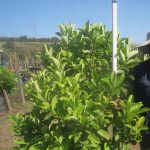 Viburnum Sinensis 100lt