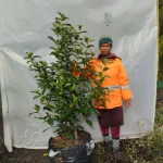 Viburnum Sinensis 70lt