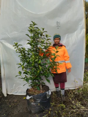 Viburnum Sinensis 70lt