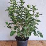 Viburnum Tinus Lucidum 21cm Pot