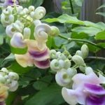 Vigna Caracalla 20lt
