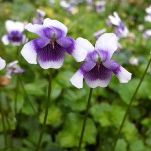 Viola Hederacea Violet 12cm Pot