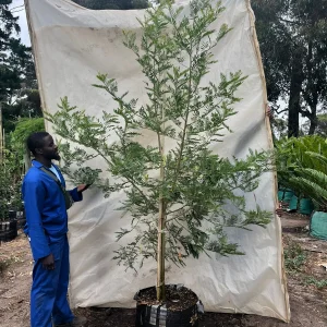 Virgillia-oroboides-Keurboom.webp Virgilia Oroboides 70lt