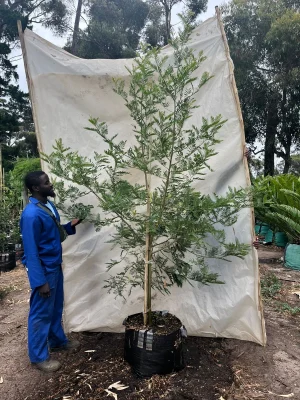 Virgilia Oroboides 70lt