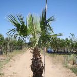 Mexican Fan Palm 100lt