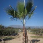 Mexican Fan Palm 200lt