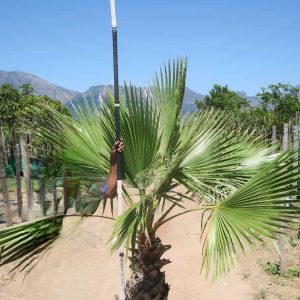Mexican Fan Palm 40lt
