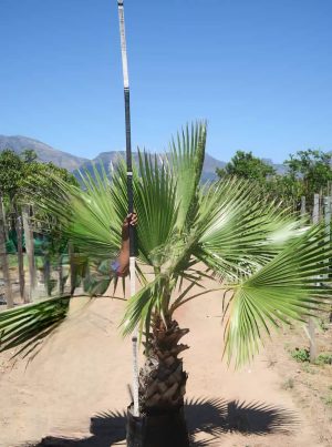 Mexican Fan Palm 40lt