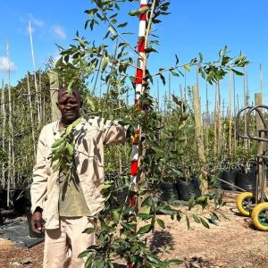 Syzygium Guineense 40lt