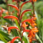 Watsonia 4lt