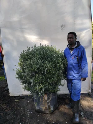 Westringia Fruticosa Variegata 70lt