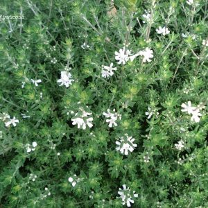 Westringia White Lollipop/Standard 10lt