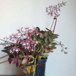 Crassula Multicava "Red Gold" 12cm Pot