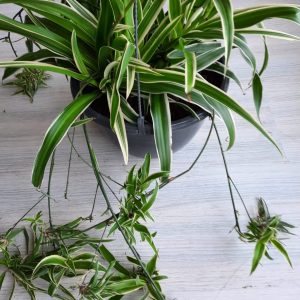 Chlorophytum Ocean 25cm Hanging Basket (Spider Plant)