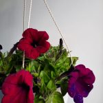 Petunia Assorted 21cm Hanging Basket