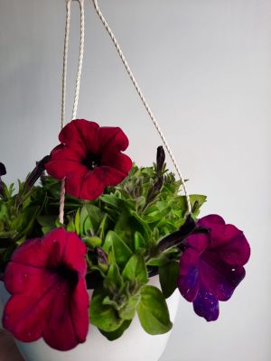 Petunia Assorted 21cm Hanging Basket