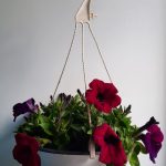 Petunia Assorted 21cm Hanging Basket