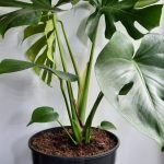 Delicious Monster 26cm Pot