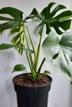 Delicious Monster 26cm Pot