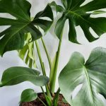 Delicious Monster 26cm Pot