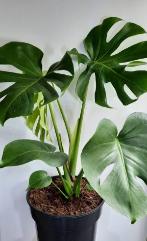 Delicious Monster 26cm Pot