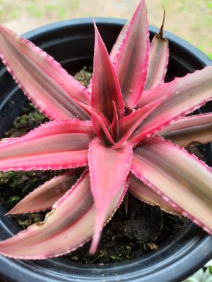 Cryptanthes Ruby Star 13cm Pot