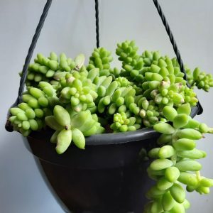 Sedum Morganianum Magnum 16cm Hanging Basket (Donkey's Tail)
