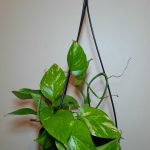Golden Pothos 16cm Hanging Basket