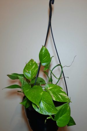 Golden Pothos 16cm Hanging Basket
