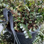 Button Fern 25cm Hanging Basket
