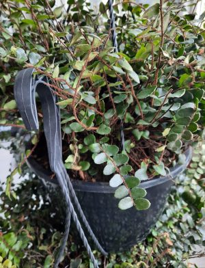 Button Fern 25cm Hanging Basket
