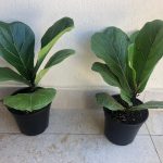 Ficus Lyrata 15cm Pot