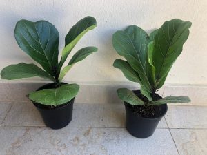 Ficus Lyrata 15cm Pot