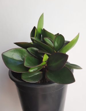 Peperomia 'Obtusifolia' Emerald 13cm
