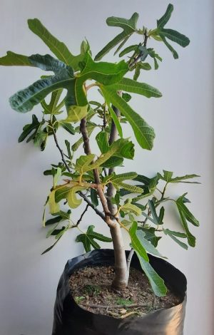 Toulouse Fig Tree 10lt