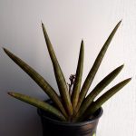 Sansevieria Pearsonii 17cm Pot