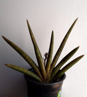 Sansevieria Pearsonii 17cm Pot