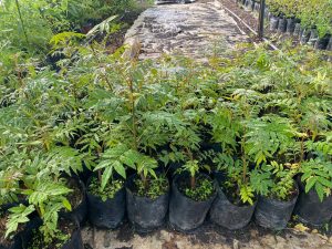 Ekebergia Capensis 4lt (Cape Ash Tree)