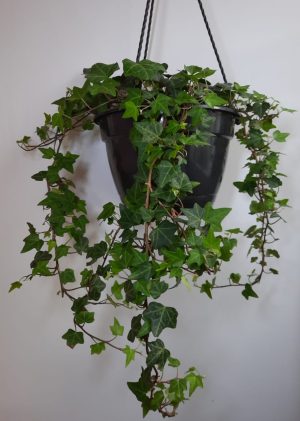 Hedera Helix (Common Ivy) 20cm Hanging Basket