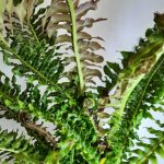 Blechnum Volcano 23cm Pot