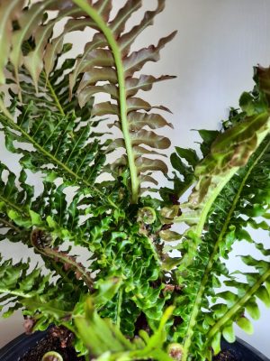 Blechnum Volcano 23cm Pot