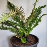 Blechnum Volcano 23cm Pot