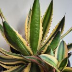 Agave Lophantha quadricolor 17cm