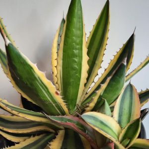 Agave Lophantha quadricolor 17cm