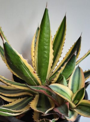 Agave Lophantha quadricolor 17cm