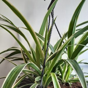 Chlorophytum Ocean 21cm Hanging Basket (Spider Plant)