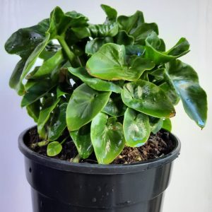Philodendron Atom 14cm